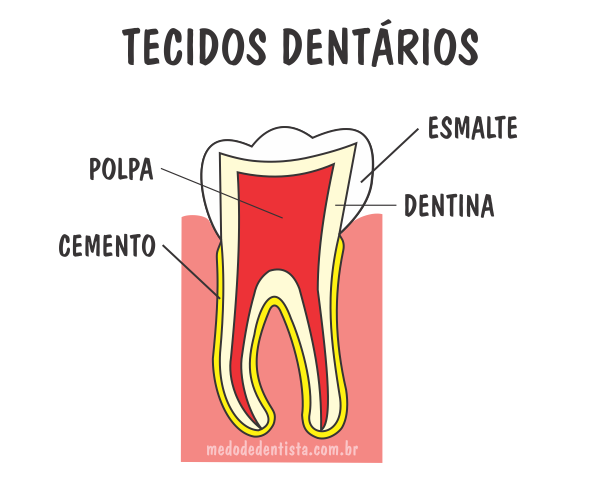 Tecidos dentários